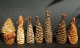 /album/galerie-de-photos-nature/cones-1-jpg/